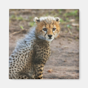Imã Cheetah Cub Acinonyx Jubatus)