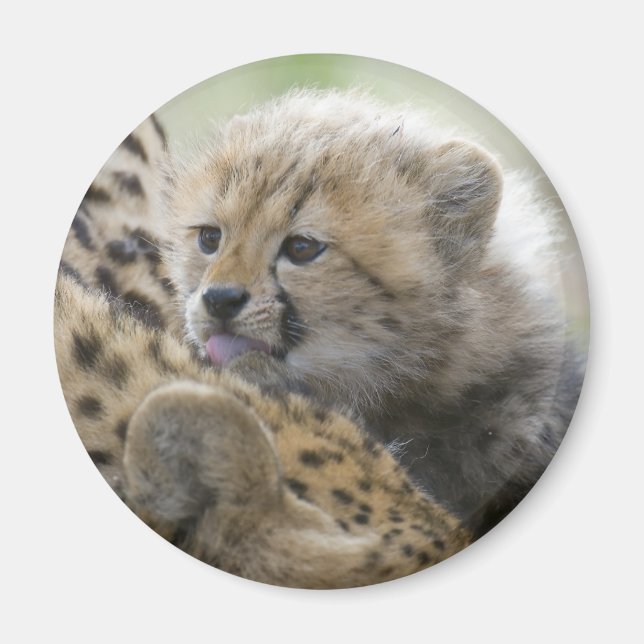 Imã Cheetah Cub com mamãe (Frente)