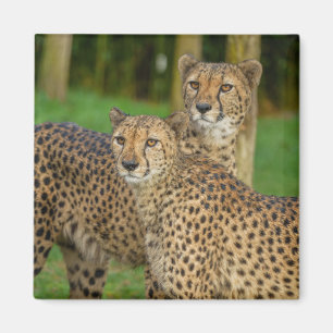Imã Cheetah Duo
