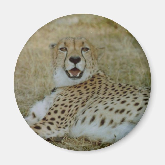 Imã Cheetah Magnet (Frente)