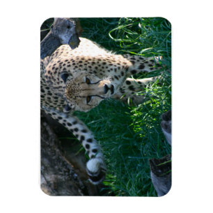 Ímã Cheetah na caça