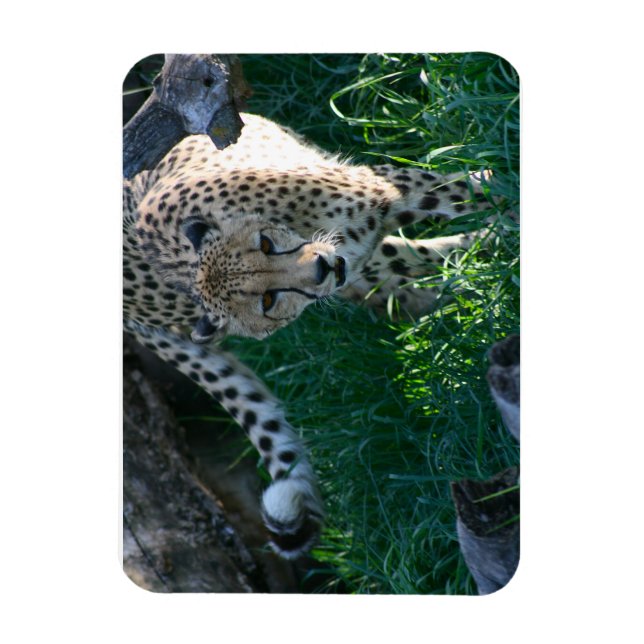 Ímã Cheetah na caça (Vertical)