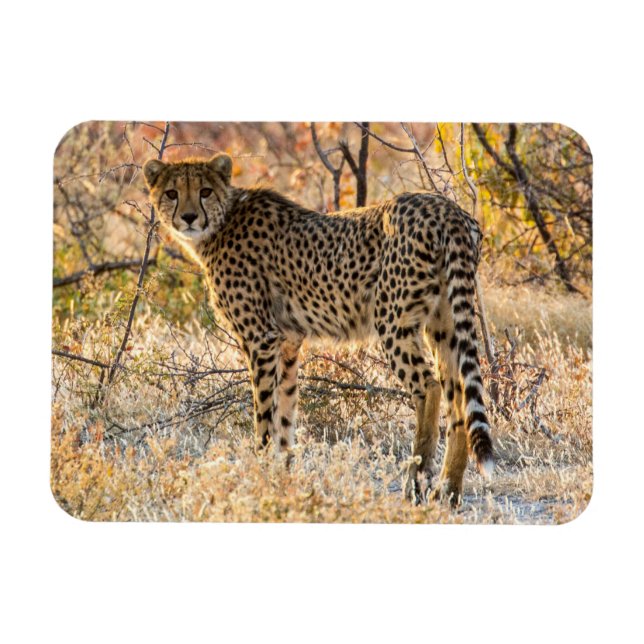 Ímã Cheetah Olhando ao redor (Horizontal)