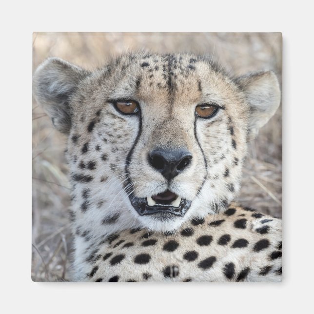 Imã Cheetah Portrait (Frente)