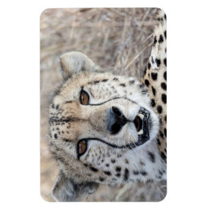 Ímã Cheetah Portrait