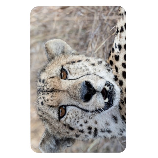 Ímã Cheetah Portrait (Vertical)