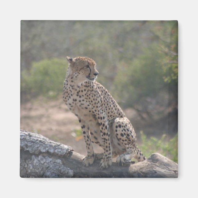 Imã Cheetah sentado numa árvore caída na natureza (Frente)