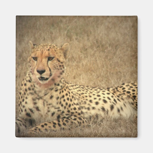 Imã Cheetah Spots Magnet (Frente)