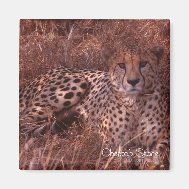 Imã Cheetah Stare (Frente)