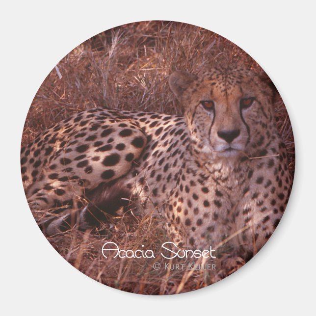 Imã Cheetah Stare (Frente)