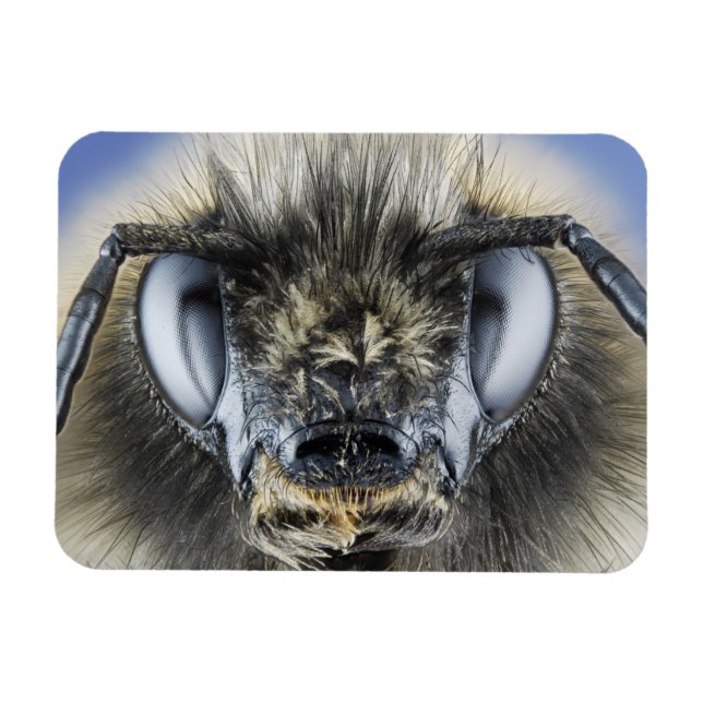 Ímã Chefe de abelha (Horizontal)