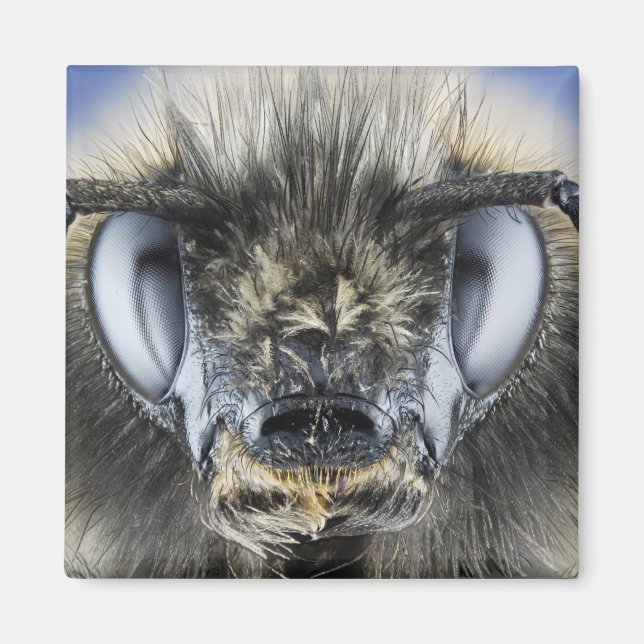 Imã Chefe de abelha (Frente)