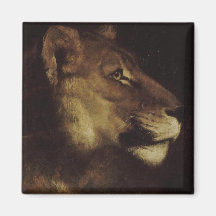 Chefe de Leão (Animal Selvagem)