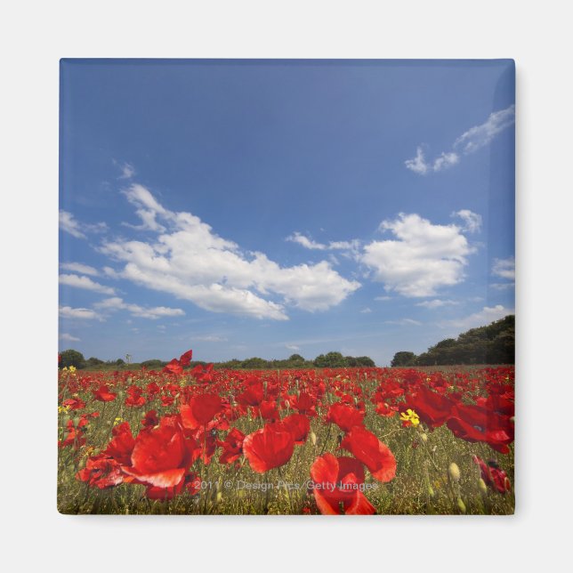 Imã Cheio De Campo De Flores Vermelhas (Frente)