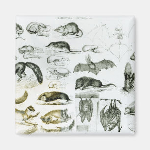 Imã Cheiroptera, Insectivora