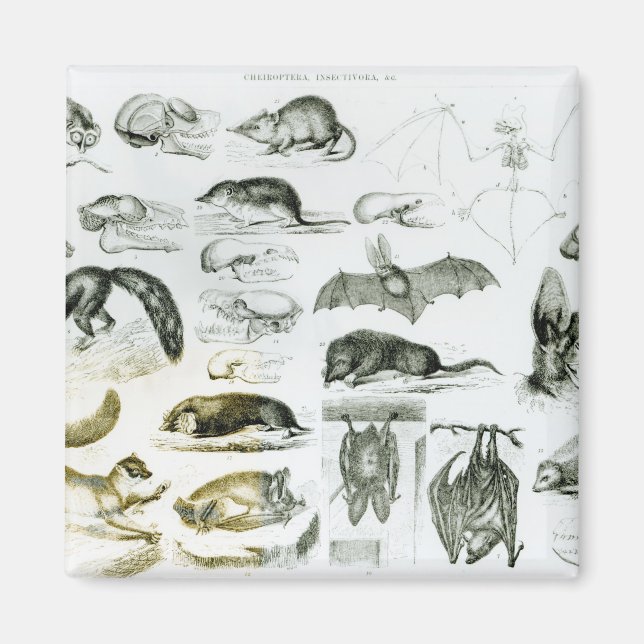 Imã Cheiroptera, Insectivora (Frente)