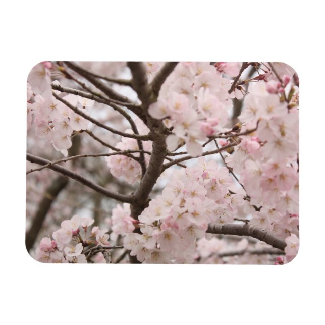 Ímã Cherry Blossom (Horizontal)