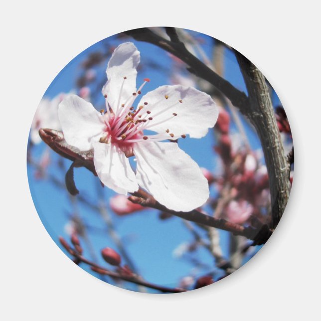 Imã Cherry Blossom 2 (Frente)