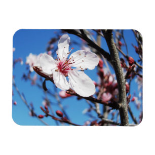 Ímã Cherry Blossom 2