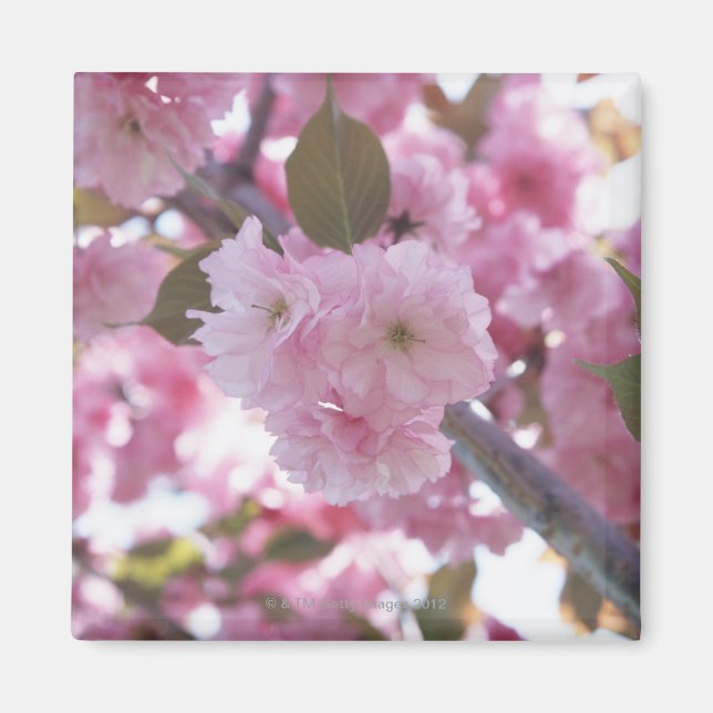 Imã Cherry Blossom 4 (Frente)