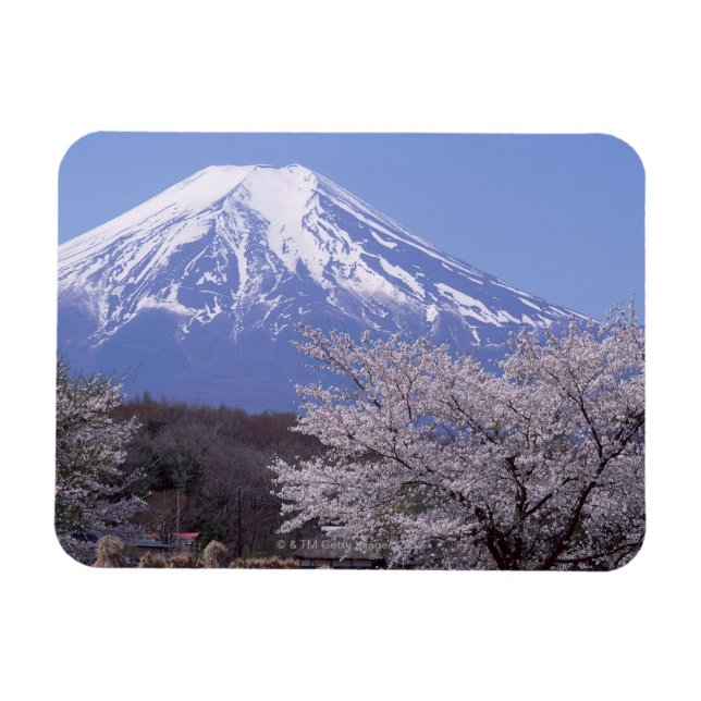 Ímã Cherry Blossom e Monte Fuji (Horizontal)