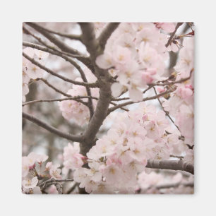 Imã Cherry Blossom Magnet
