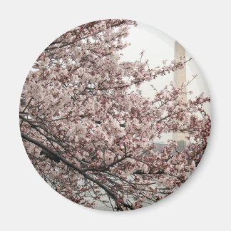 Imã Cherry Blossom Washington DC