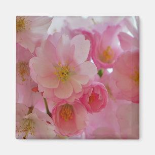 Imã Cherry Blossoms