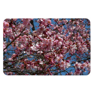 Ímã Cherry Blossoms e Blue Sky Primavera Floral