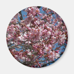 Imã Cherry Blossoms e Blue Sky Primavera Floral