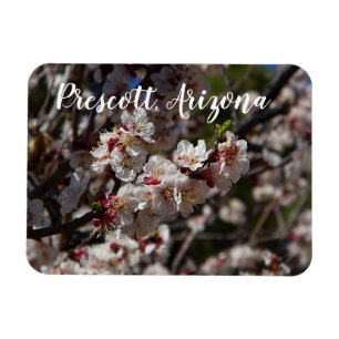 Ímã Cherry Blossoms florescendo em Prescott, Arizona