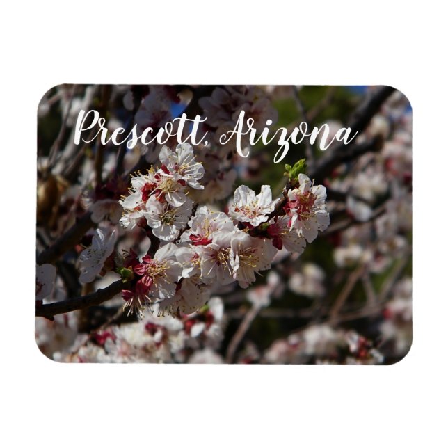 Ímã Cherry Blossoms florescendo em Prescott, Arizona (Horizontal)