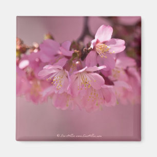 Imã Cherry Blossoms Hot Spring  2012 Apparel  & Gifts