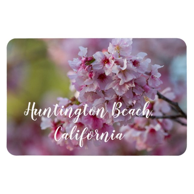Ímã Cherry Blossoms na praia de Huntington (Horizontal)