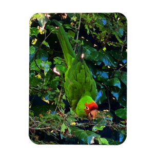 Ímã Cherry Headed Conure #1 Magnet