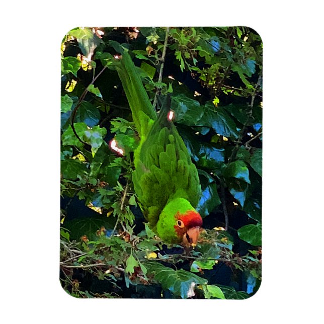 Ímã Cherry Headed Conure #1 Magnet (Vertical)