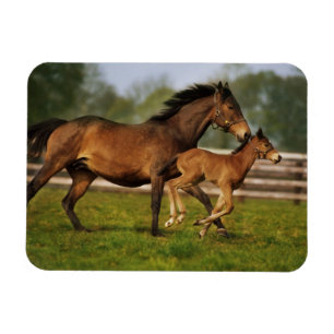 Ímã Chestnut Mare & Foal puro