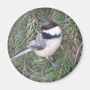 Imã Chickadee em um pinheiro