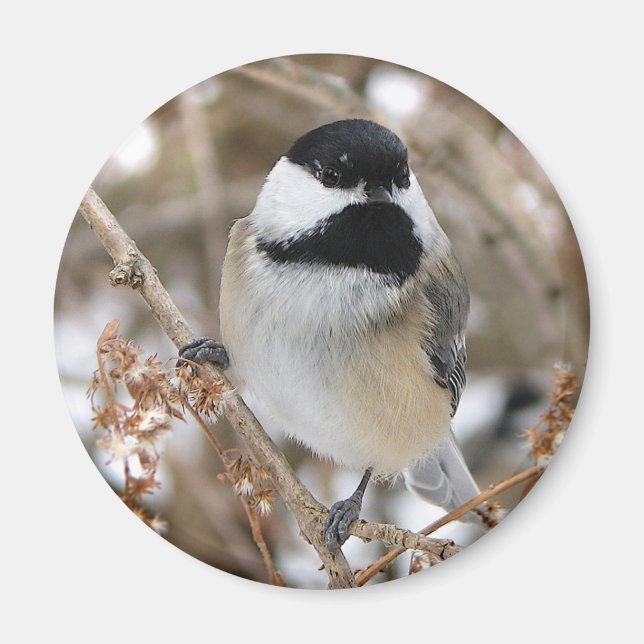 Imã Chickadee Magnet (Frente)