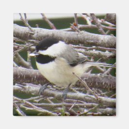 Imã Chickadee Magnet