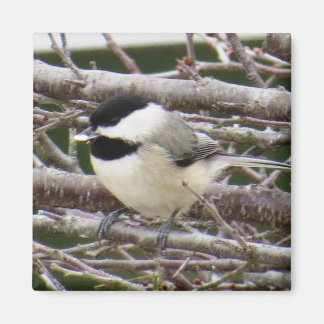 Imã Chickadee Magnet