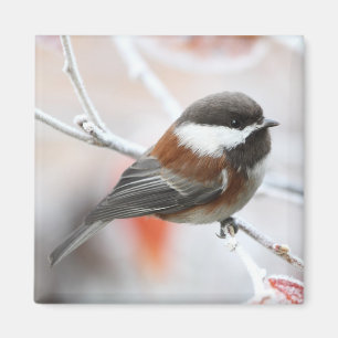 Imã Chickadee no inverno