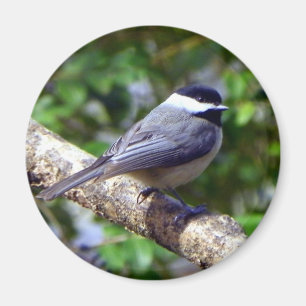 Imã Chickadee pequeno