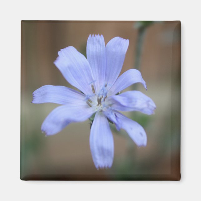 Imã Chicória (Cichorium intybus) (Frente)