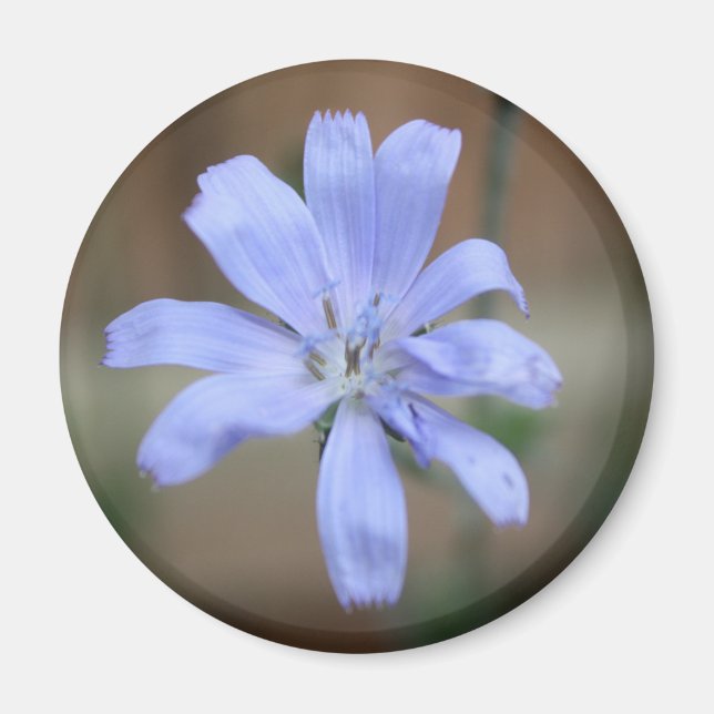 Imã Chicória (Cichorium intybus) (Frente)