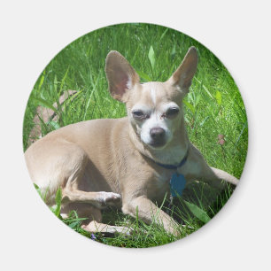 Imã chihuahua