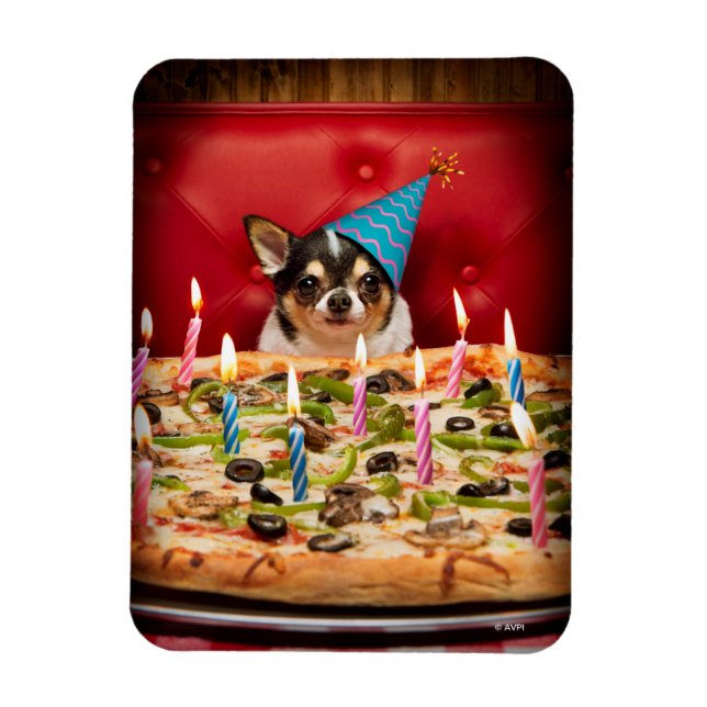 Ímã Chihuahua Birthday Pizza Pie (Vertical)
