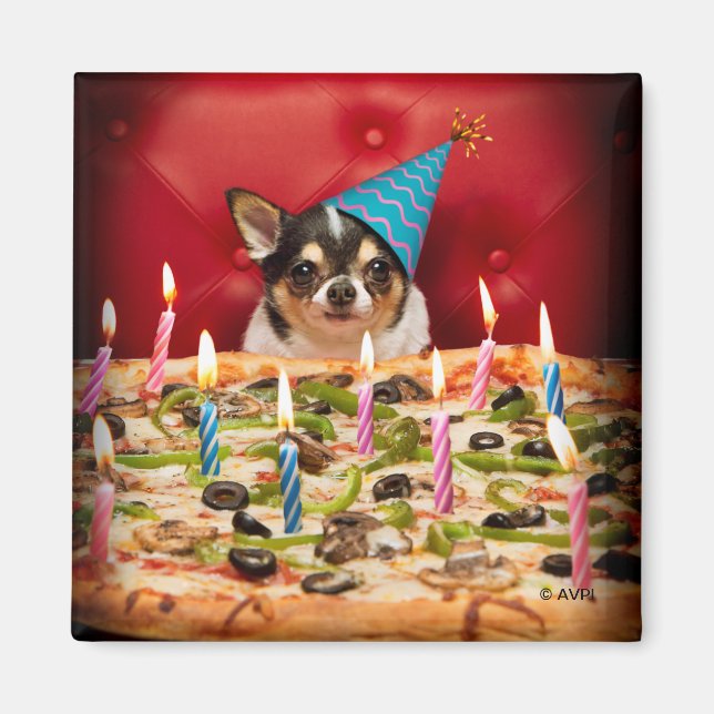 Imã Chihuahua Birthday Pizza Pie (Frente)