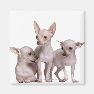 Imã Chihuahua calva (5 e 7 meses velho)