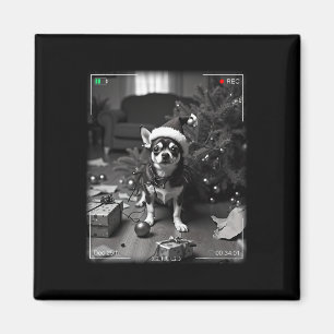 Imã Chihuahua de Natal Flagrado pela Câmera